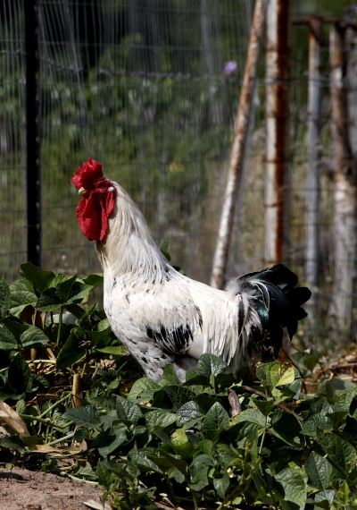wildlife economy new