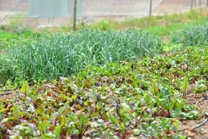 herb garden SSPT